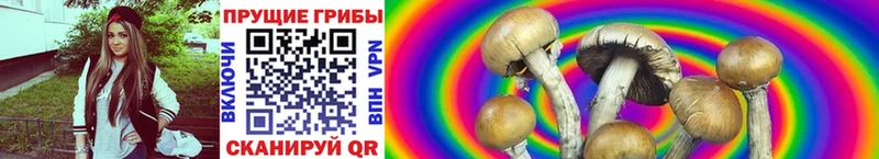 где купить наркотик  Заволжье  Псилоцибиновые грибы Cubensis 